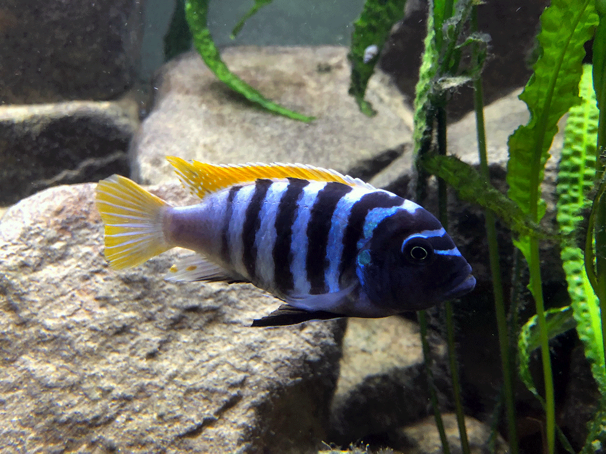 Foto Blaubarsch im Aquarium