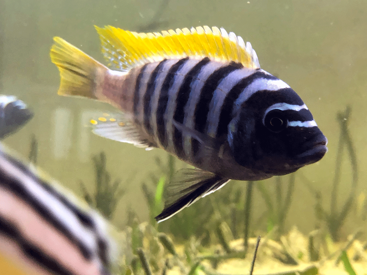 Foto Zackenbarsch Aquarium