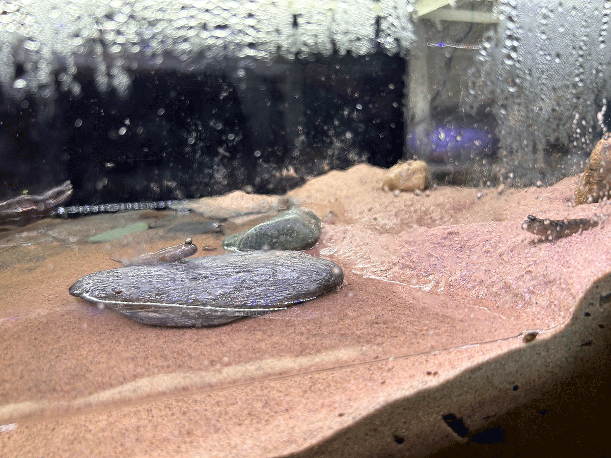 Foto Fisch im Aquarium