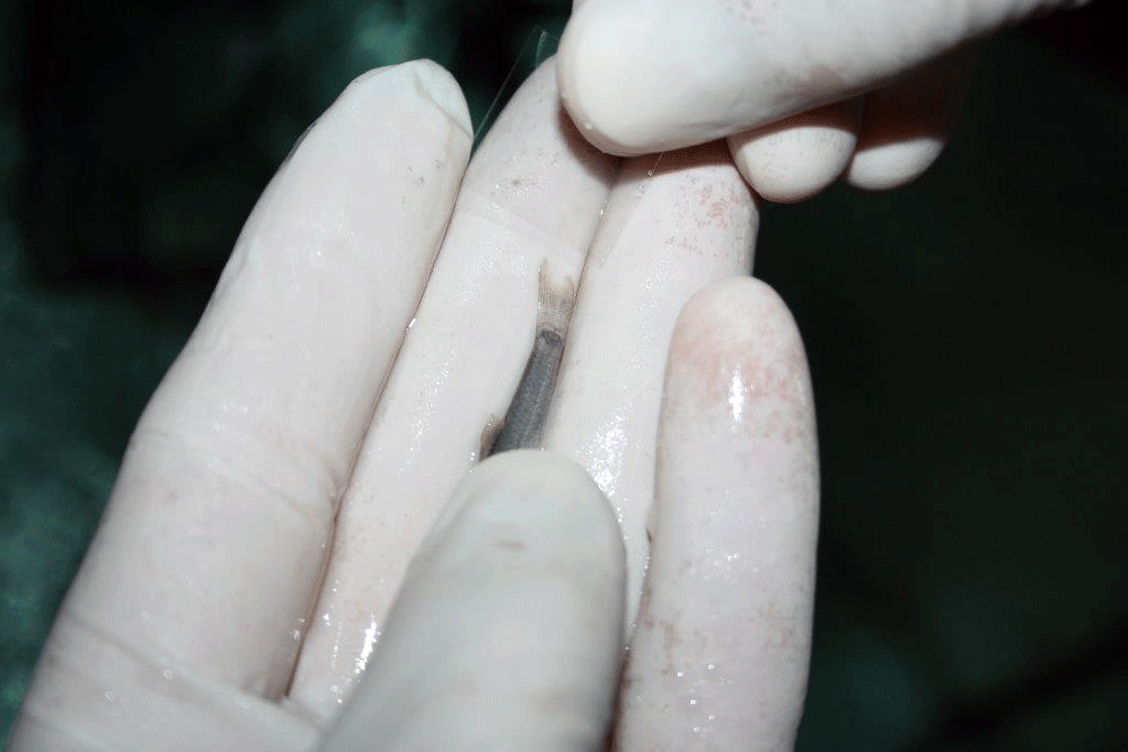Foto Hautabstrich Fisch