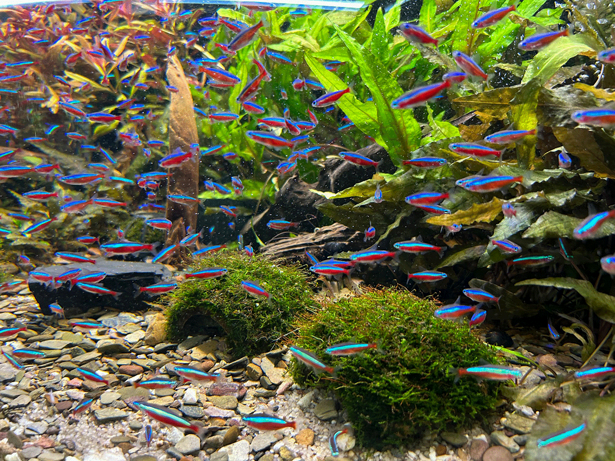 Schwarm Neonsalmler im Aquarium