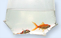 Fische im Transportbeutel